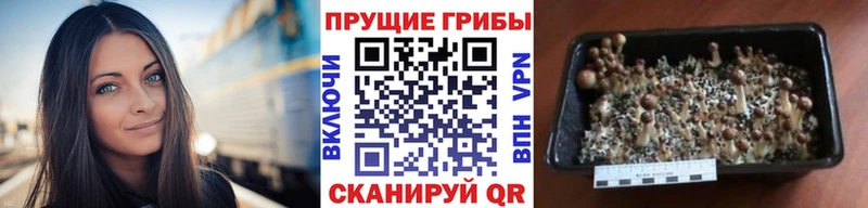 как найти закладки  Лукоянов  сайты даркнета клад  Псилоцибиновые грибы Magic Shrooms 